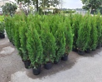 Thuja occ. smaragd