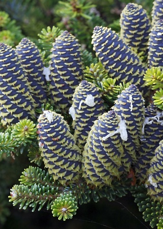 Abies koreana