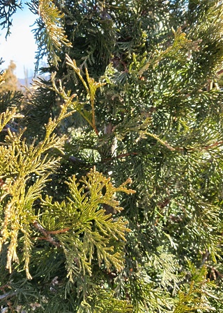 Thuja occidentalis Recumbens Nana