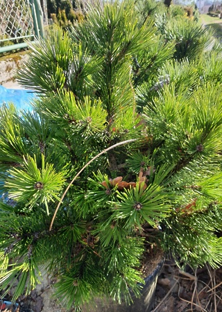 Pinus mugo Varella