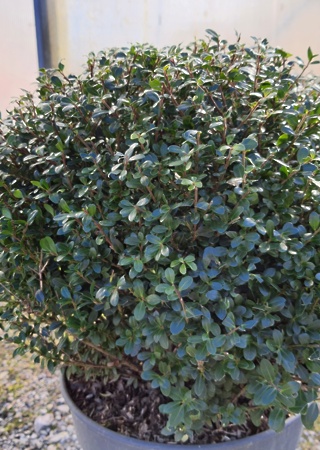 Ilex crenata Dark Green