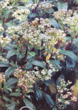 Viburnum xq. Jeremy Globe