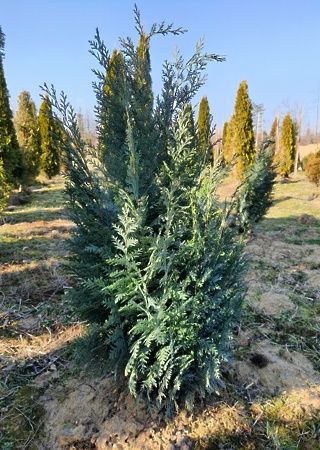 Chamaecyparis l. Columnaris Glauca