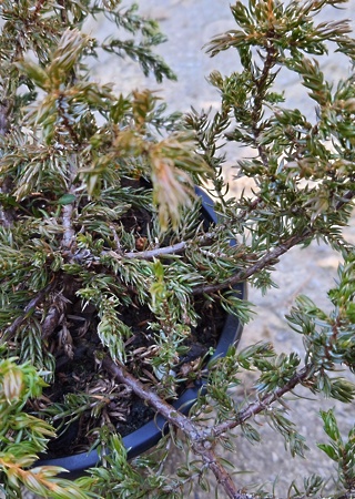 juniperus