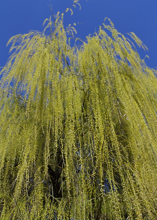 Salix babilonica