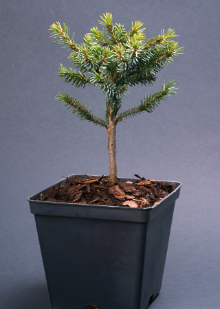 Picea omorika Nana