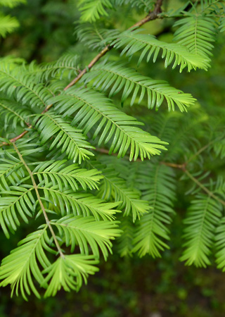 Metasequoia glyptostroboides