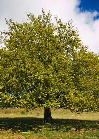 Fagus sylvatica