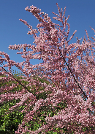 Tamarix parviflora