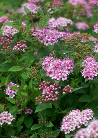 Spiraea japonica Litlle Princess