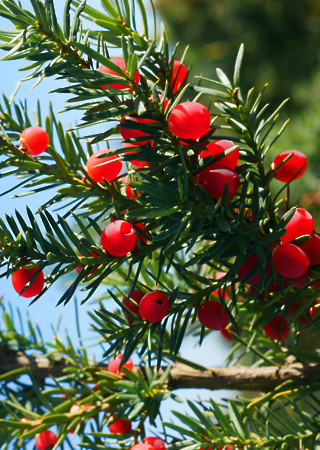 taxus media hicksii