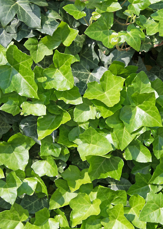 Hedera helix