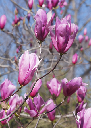 Magnolia liliflora Nigra