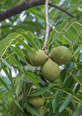 Juglans nigra