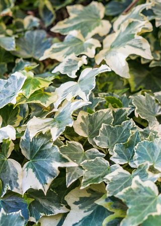 Hedera variegata