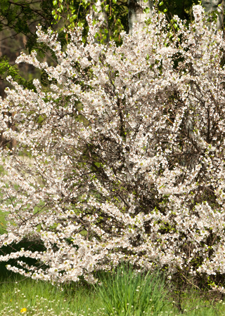 Prunus tomentosa