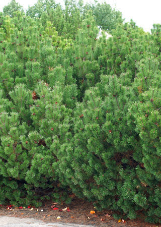 Pinus mugo var. montana