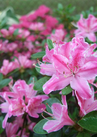 Azalea japonica