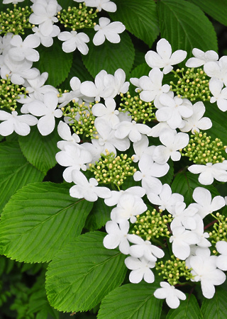 Viburnum plicatum