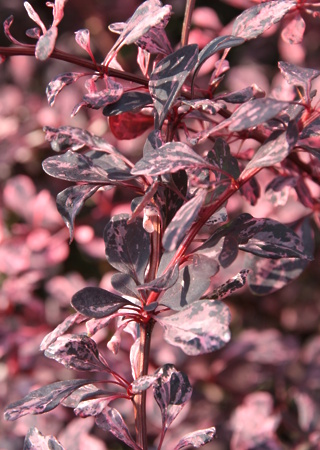 Berberis th. Harlequin