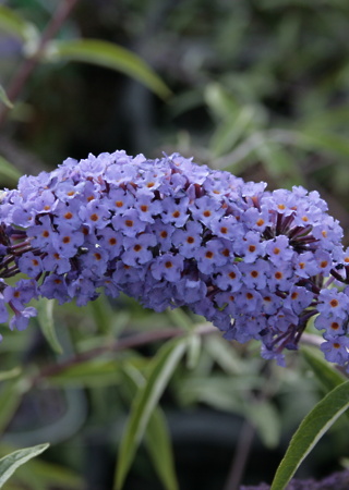 Buddleja davidii Empire Blue