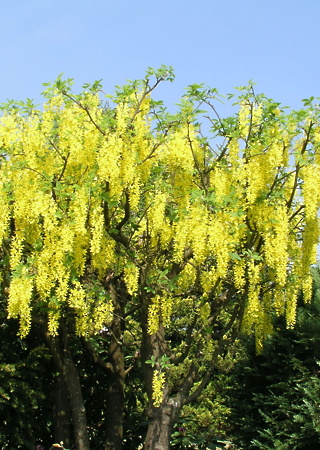 Laburnum watereri Vossii