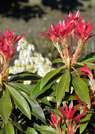 Pieris japonica