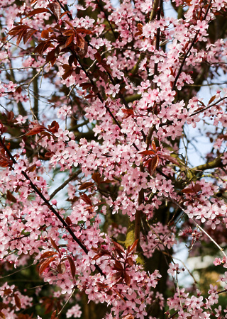 Prunus cerasifera Nigra