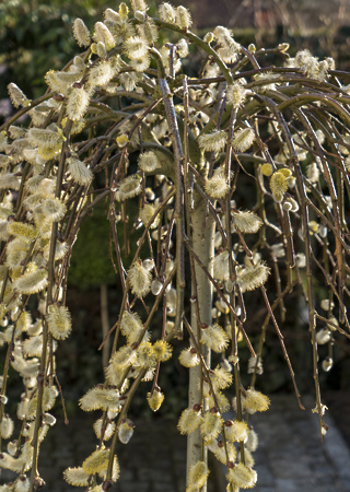 Salix caprea Kilmarnoch