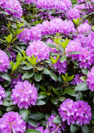 Rhododendron sp.