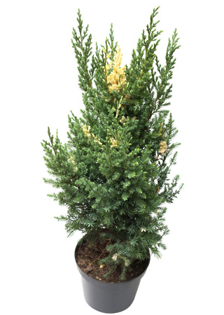 Juniperus media Stricta Variegata