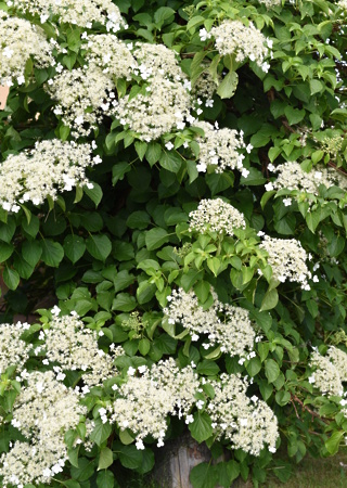 Hydrangea petiolaris