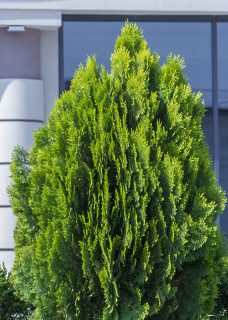 Thuja orientalis Aurea Nana