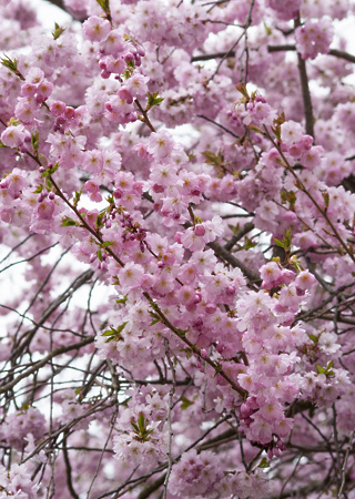 Prunus serulata Kanzan