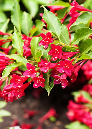 Weigela 'Newport Red'