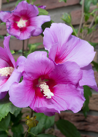 Hibiscus syriacus