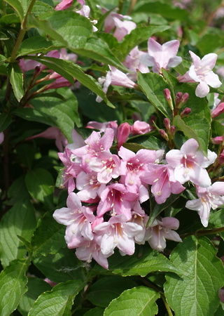 Weigela florida