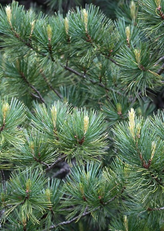 Pinus cembra