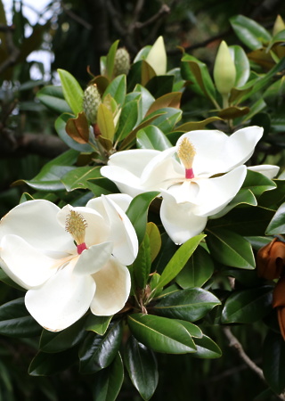 Magnolia grandiflora