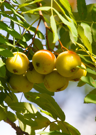 Sorbus domestica