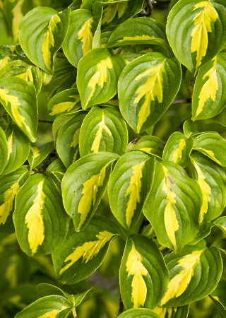 Cornus kousa Gold Star