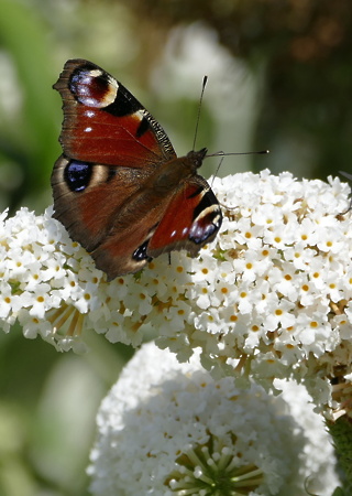 Buddleja davidii Peace