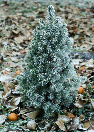 Picea glauca Blue Wonder