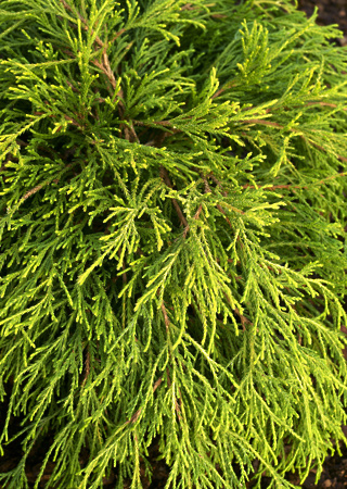 Chamaecyparis pisifera Filifera Sungold