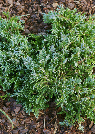 Juniperus horizontalis Wiltoni