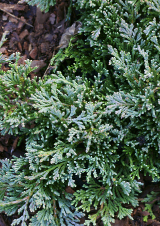 Juniperus horizontalis Glauca