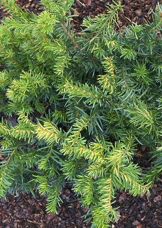 Taxus repandens