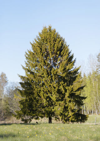 Picea abies