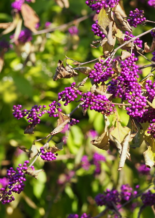 Calicarpa bodinieri Profusion