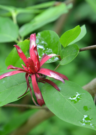 Calycanthus occidentalis